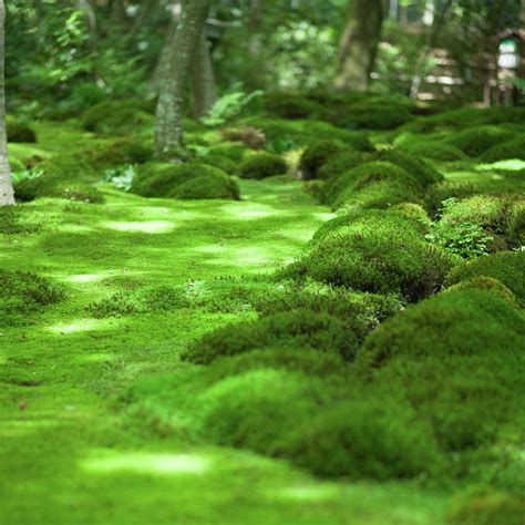The moss - To preserve moss for a wall art display, provided that you want color vibrancy, the process is this: Buy or harvest moss. Clean it. Dry it. Soak in a glycerin solution with either 1 part …